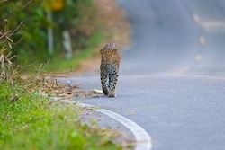 Eye contact of leopard walking on street in the natural world heritage site of Thailand