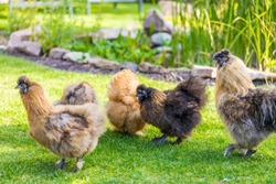 Silkie hens and rooster looking for food in garden. Silkie - breed poultry with fluffy and black leather. Selective focus image.