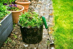Removing weeds in garden - bucket full of weeds, gardening concept