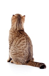 rear view of tabby-cat
