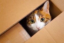 beautiful European cat in a delivery box