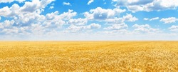 Panorama of golden ears of wheat against the blue sky and clouds. Harvest of ripe wheat against the blue sky. Field of wheat, agriculture background.  