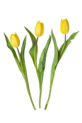 Yellow tulips isolated on white.