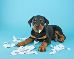 Funny Rottweiler puppy that looks like he is eating someone's homework on a blue background with copy space.