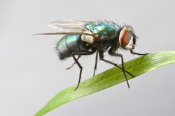 house fly in extreme close up sitting on green leaf. Picture taken before grey background.