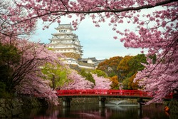 Himeji Castle with Red Bridge While Cherrry Blossoms Viewing Festival, Kyoto Japan, this immage can use for asia, travel, japan, japanese and kyoto concept