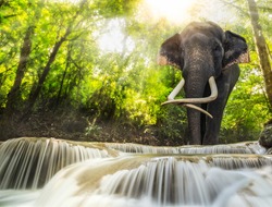 Erawan Waterfall with an elefhant, Kanchanaburi, Thailand