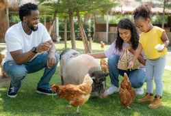 African american family go to travel in animal farm in Thailand, Baby girl feed  the animal with her family in the zoo