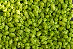 Green ripe hop cones for brewery and bakery background pattern.