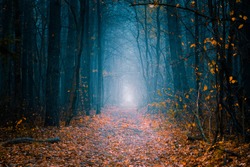 Mysterious pathway. Footpath in the beautiful, foggy, autumn, mysterious forest, among high trees with yellow leaves.