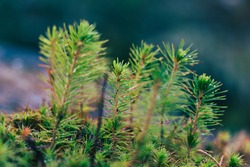 A young sapling of spruce grows in the forest ground with green moss. Sapling spruce planted by nature.  Small coniferous trees. Green sprouts of spruce trees.
