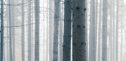 Mysterious foggy spruce forest. Tree trunks at woodland. Wide angle panoramic view.
