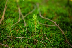 A young sapling of spruce grows in the forest ground with green moss. Sapling spruce planted by nature.  Small coniferous trees. Green sprout of a spruce tree.