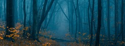 Mysterious pathway. Footpath in the dark, foggy, autumnal, misty forest with high trees. Arch through autumnal forest with yellow leaves. Wide angle panoramic landscape.