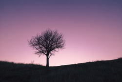 Lonely tree on an autumn hill. Silhouette of a tree without leaves on a grass hill against a clear sunset sky in magenta cold tones.