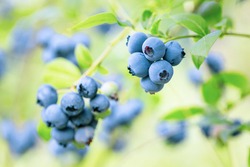 Blueberries - sweet, healthy berry fruit. Huckleberry bush. Blue ripe berries on the healthy green plant. branch of ripe blueberry. Food plantation - blueberry field, orchard.