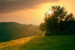 Rural mountain meadow with wildflowers in scenic sunset light through the tree branches. Beautiful warm scenery of Carpathian mountains. Ukraine.