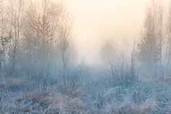 November dreamy frosty morning. Beautiful autumn misty cold sunrise landscape in blue tones. Fog and hoary frost at scenic high grass copse.
