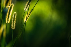 Macro shot of fluffy grass ears in sunset backlight against a dark green background. August beauty of nature background. Backlit image.