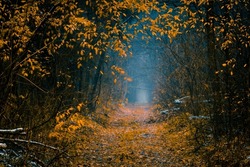 Mysterious pathway in an autumn forest with remains of the first snow. Footpath in the beautiful, foggy, dark, autumn, mysterious forest, among high trees with yellow leaves.
