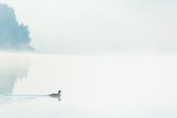 Single duck floating on a morning lake. Foggy minimal dawn landscape composition with space for copy.