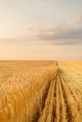 Beautiful sunset over the golden wheat half-mown field. Magnificent sky and ripe wheat ears on dusk scenery. Shallow depth of field.