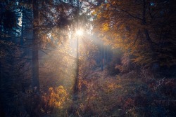Sunlight through the foggy deciduous trees forest in the early morning. Mountain hill forest at autumn foggy sunrise.