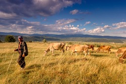 Mature shepherd man with his flock of cows on a rural pasture. Carpathian mountains. Ukraine.