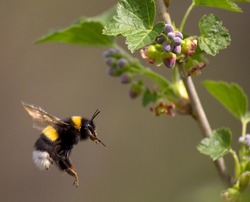 bumble bee flying to flower, spring 2012, near Moscow, Russia