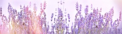 Selective focus on lavender flower in flower garden - lavender flowers lit by sunlight
