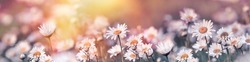 Selective and soft focus on daisy flower, beautiful meadow landscape in spring, meadow flowers lit by sunlight in late afternoon
