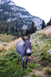Donkey on free Range Pasture in Mountain Environment - Julian Alps Slovenia