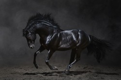 Galloping black horse on dark background.