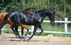 Bay stallion of Ukrainian riding breed and black stallion of Russian riding breed