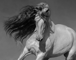 Close up black-and-white portrait of white Spanish horse with long mane.