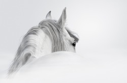 Gray Andalusian horse in a mist