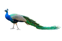 Peacock isolated on white. Saved with clipping path.