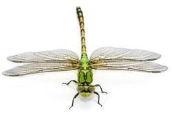 Ophiogomphus cecilia. Green Snaketail dragonfly on a white background.
