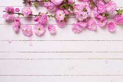 Bright pink   flowers on white  painted wooden planks. Selective focus. Place for text. 