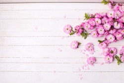 Background with bright pink   flowers on white  wooden planks. Selective focus. Place for text. 