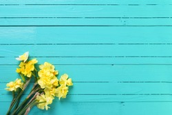 Yellow narcissus or daffodil flowers on aquamarine  wooden background. Selective focus. Place for text.