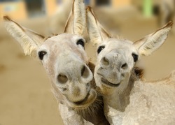 Two cream colored donkeys pose with happy smiles on their faces.