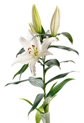 white lily Casablanca isolated on white background