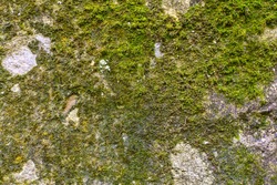 moss lichen background on the grungy cement wall texture
