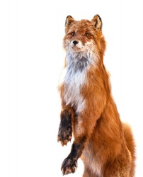 The Taxidermy of Fox isolated on white background