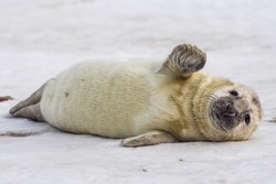 grey seal (halichoerus grypus) on the beach