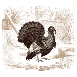 Turkey - - vintage engraved illustration - 
