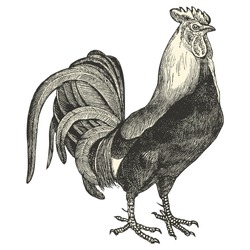 Dorking Cock -vintage engraved illustration - 