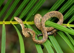 Snake in a rainforest - Tree Boa Constrictor snake, Corallus hortulanus