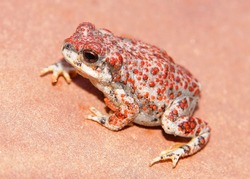 The warty, bumpy Red-spotted Toad, Anaxyrus punctatus  